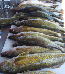 a bunch of great eating walleye using the montana spinner blade rig